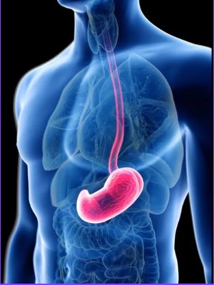 Image showing the oesophagus